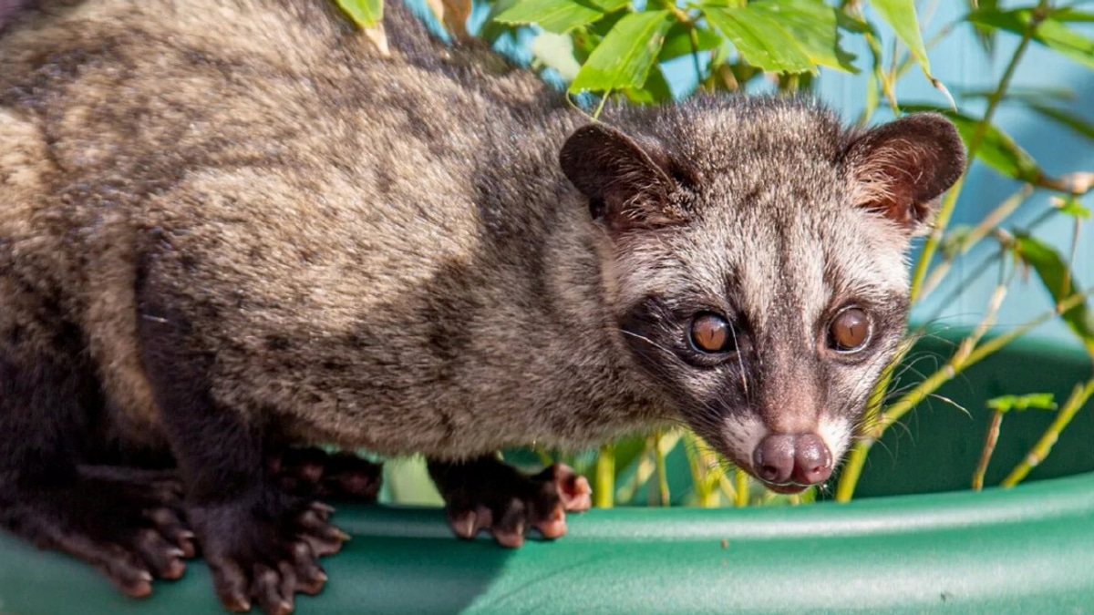 Three arrested in Kelantan for unlicensed possession of endangered Asian palm civets