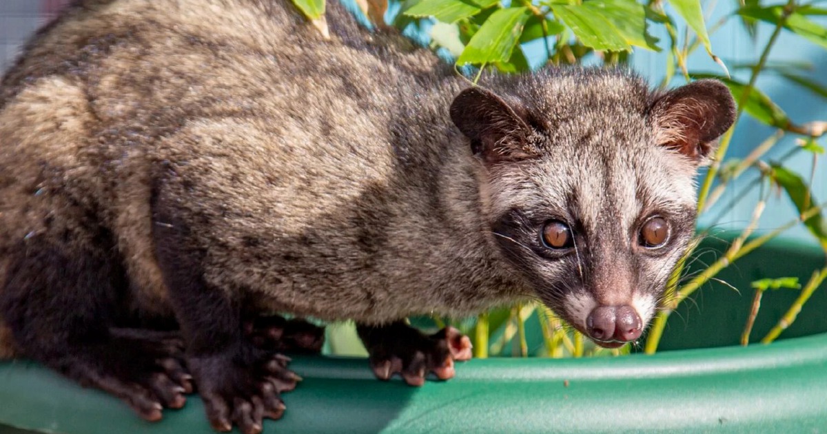 Three arrested in Kelantan for unlicensed possession of endangered Asian palm civets