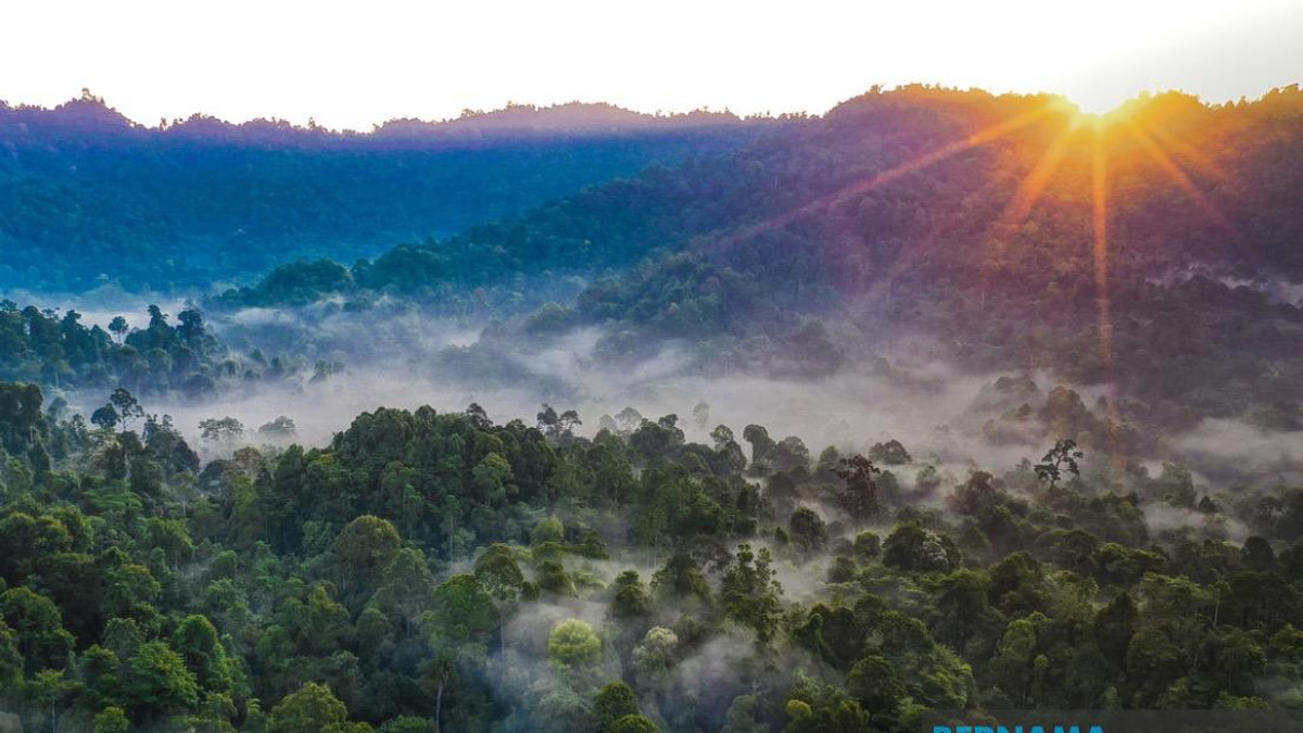 Kelantan pledges forest reserve replacements for degazetted areas
