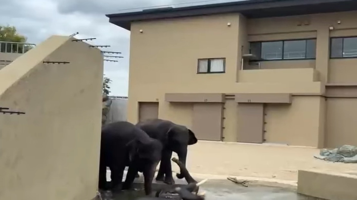 Malaysian Elephants Thriving at Japan Zoo Under International Partnership