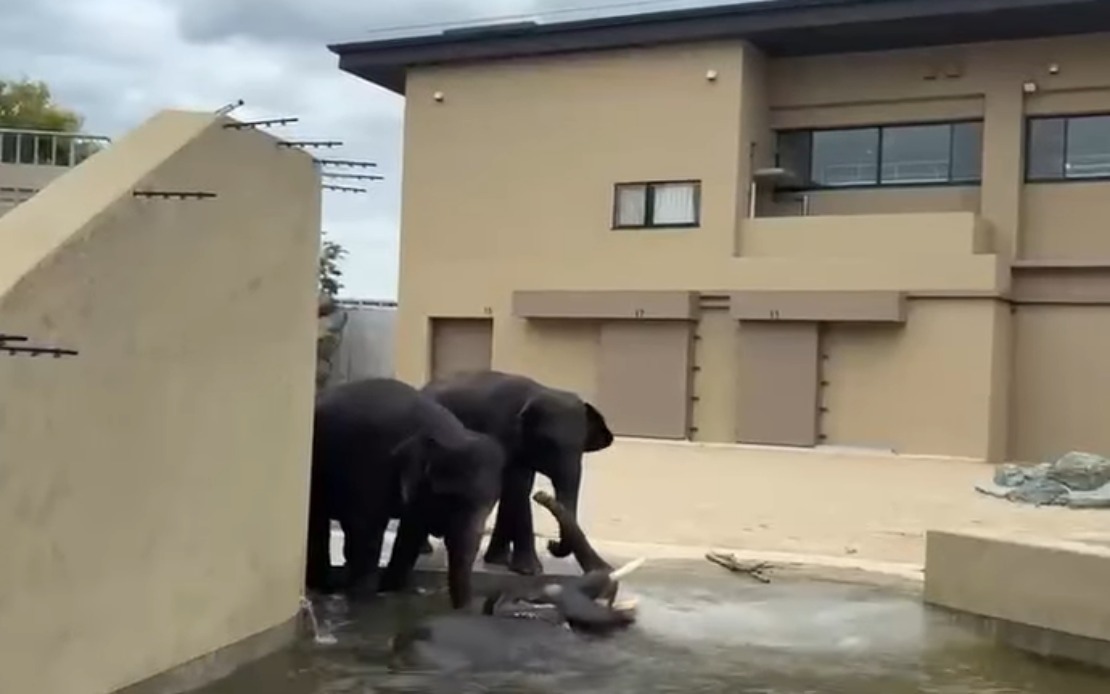 Malaysian Elephants Thriving at Japan Zoo Under International Partnership
