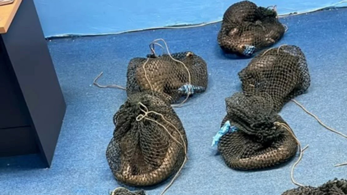 Filipino Man Arrested with 10 Pangolins and Elephant Tusk in Sabah Wildlife Bust