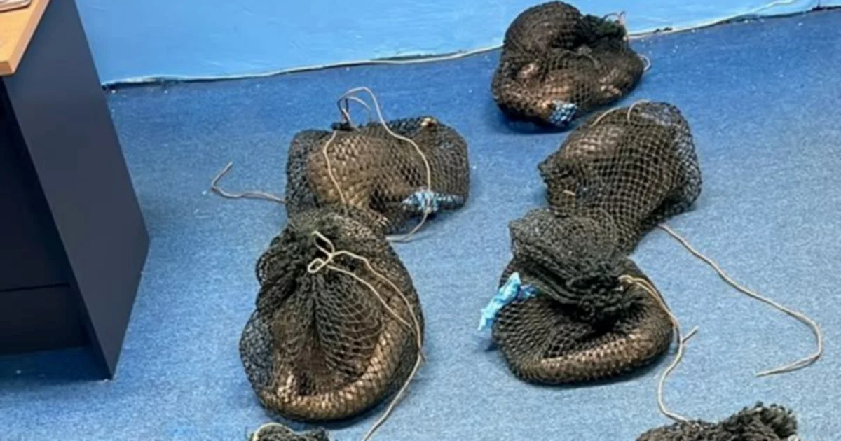 Filipino Man Arrested with 10 Pangolins and Elephant Tusk in Sabah Wildlife Bust
