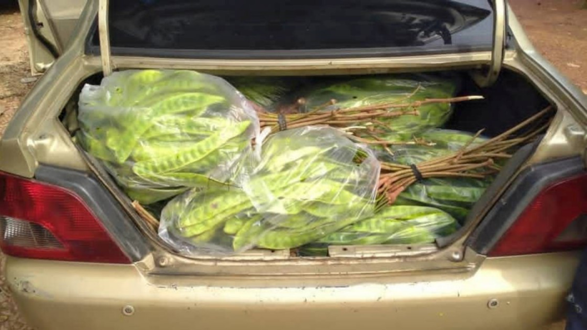 Thai National Detained After Attempting to Smuggle RM8,000 Worth of Fresh Produce Through Kelantan