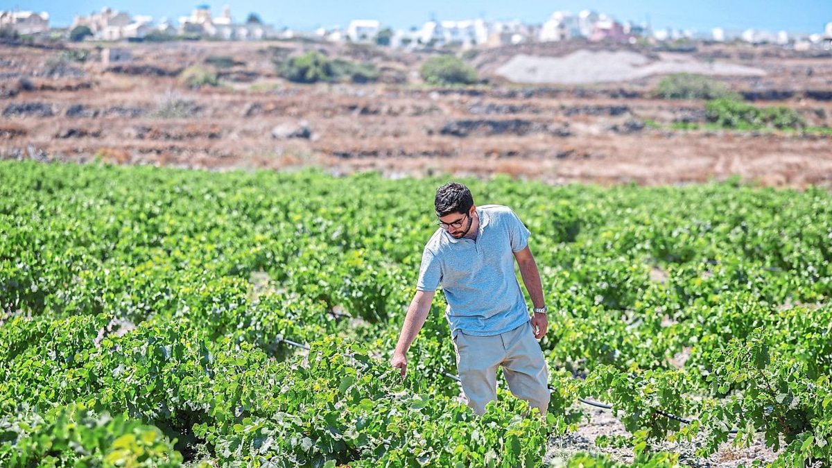 Greek Wine Island Faces Climate Crisis as Santorini Adapts to Extreme Heat and Water Scarcity