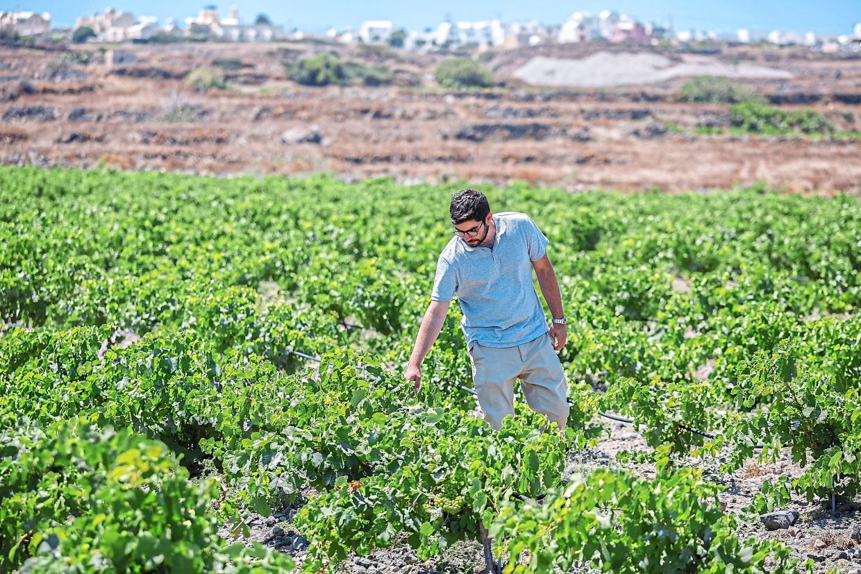 Greek Wine Island Faces Climate Crisis as Santorini Adapts to Extreme Heat and Water Scarcity