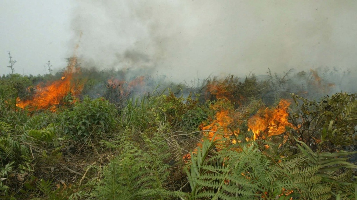 Indonesia Confronts Escalating Forest Fire Crisis as West Kalimantan Hotspots Surge Dramatically