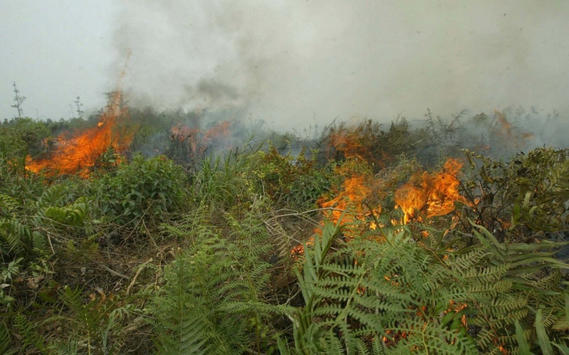 Indonesia Confronts Escalating Forest Fire Crisis as West Kalimantan Hotspots Surge Dramatically