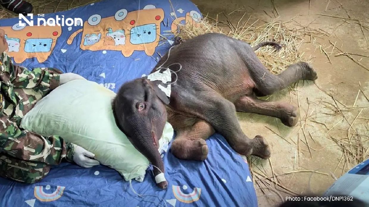 Thai Officials Mourn Death of Orphaned Wild Elephant Calf Jiew Sai Yok