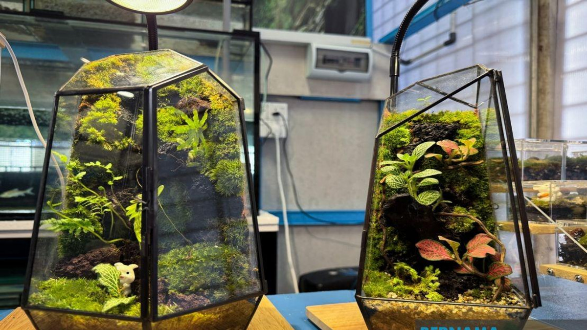 From YouTube Hobby to Business: How a Jeli Polytechnic Student Built a Terrarium Empire