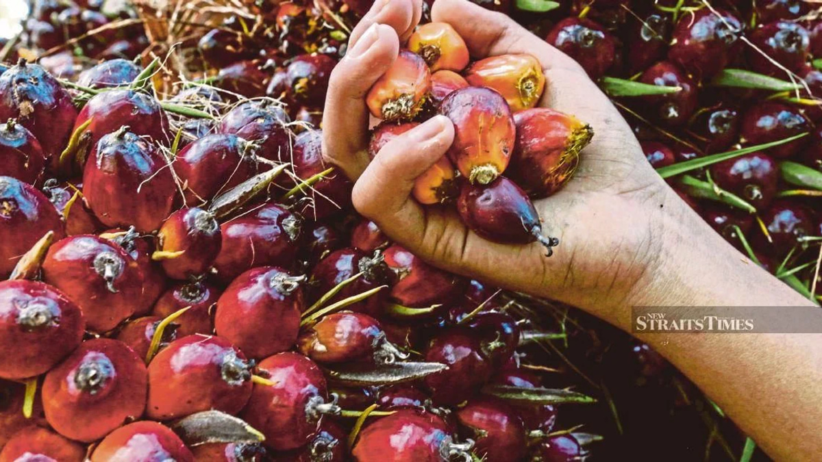 Former KLK Employee Denies Charges Over Alleged Palm Oil Stock Cover-up