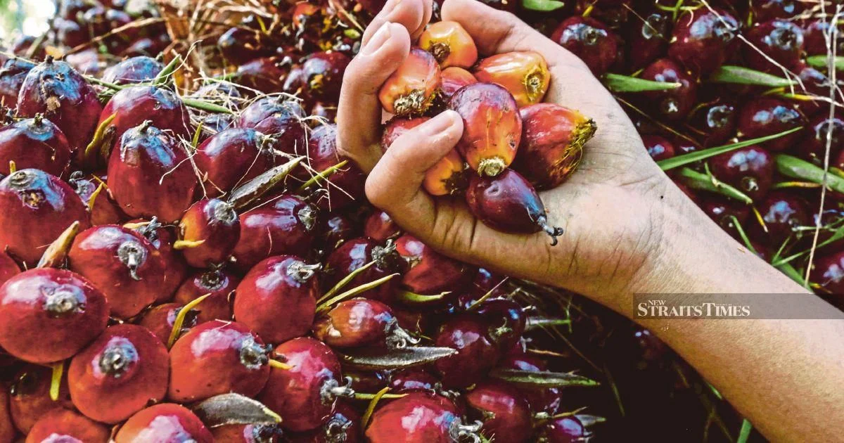 Former KLK Employee Denies Charges Over Alleged Palm Oil Stock Cover-up