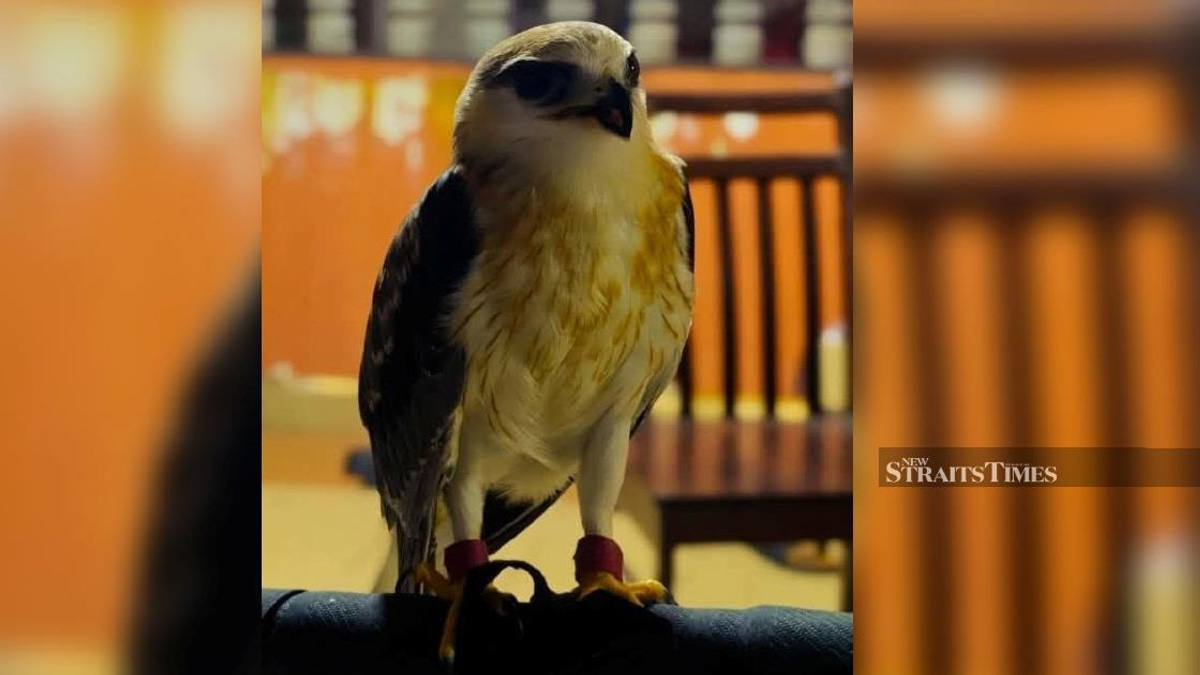 Man Held Over Illegal Possession of RM100,000 Rare Bird in Kapar