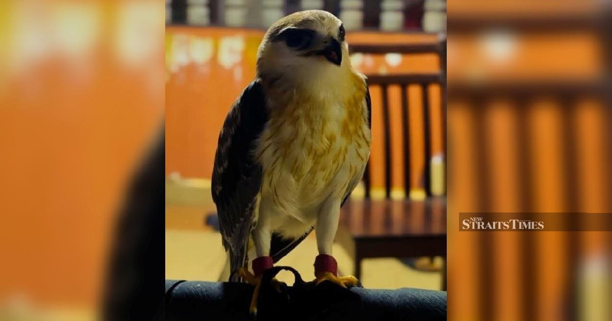 Man Held Over Illegal Possession of RM100,000 Rare Bird in Kapar
