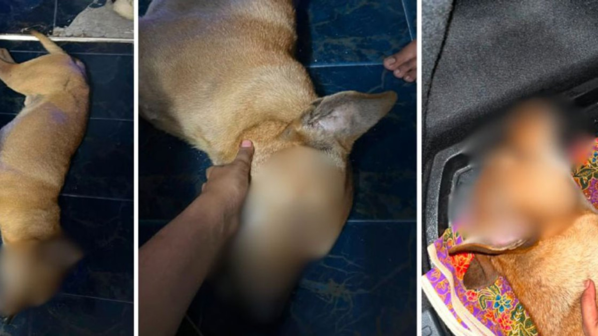 Veterinary Services launches formal probe into Rocky abuse case following viral video