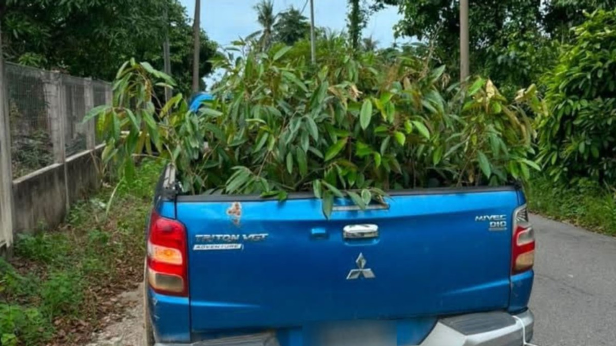Man arrested after 52 smuggled durian saplings seized in Tumpat