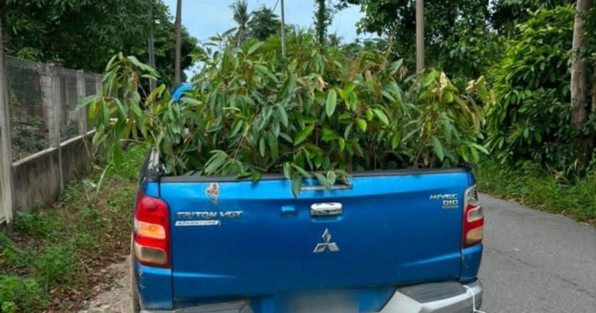 Man arrested after 52 smuggled durian saplings seized in Tumpat