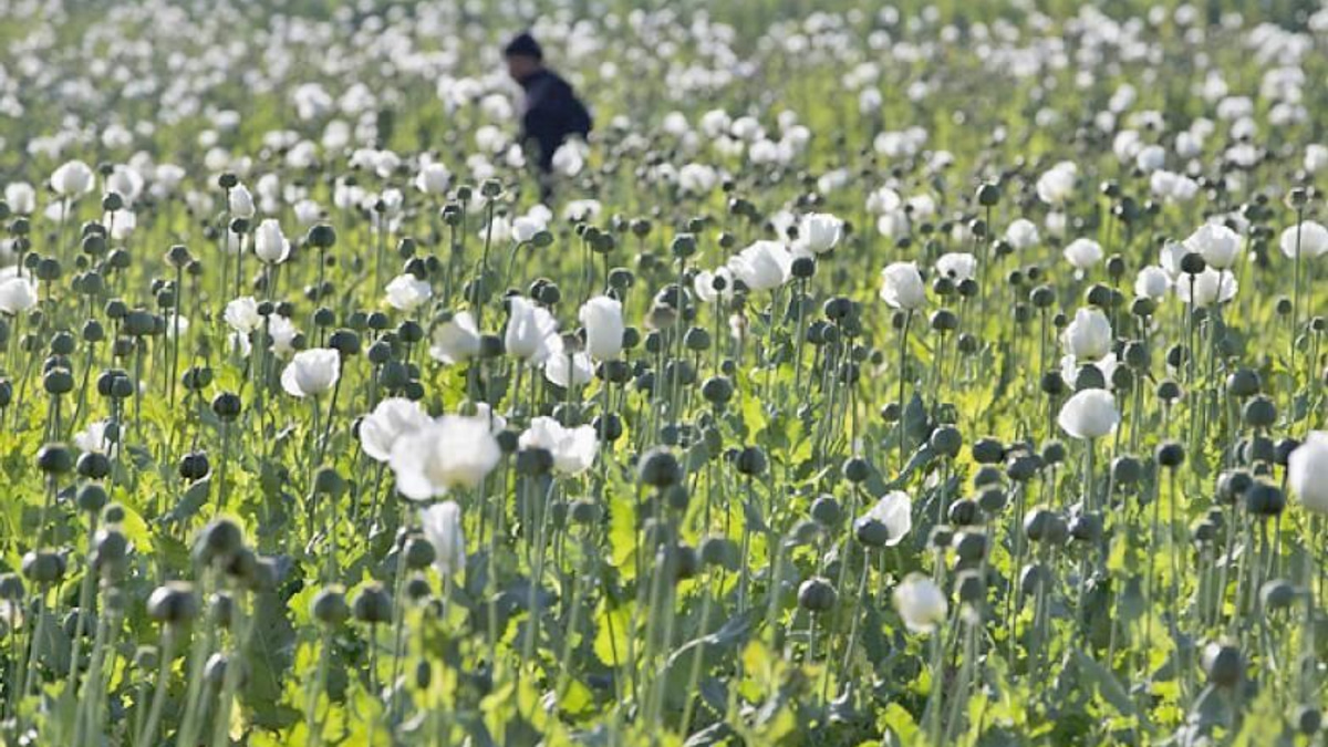 Myanmar Police Seize Over 17kg of Heroin and Million Stimulant Pills in Major Drug Bust