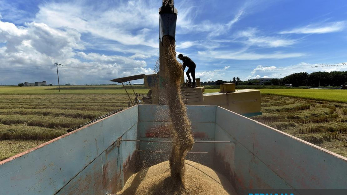Malaysia Strengthens Rice Market Controls With Sweeping Law Amendments