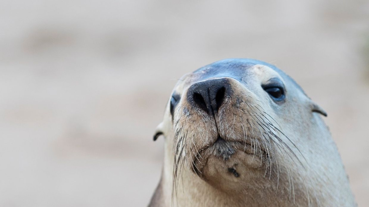 H5N1 bird flu outbreak in South Australia poses grave threat to endangered sea lions, experts caution