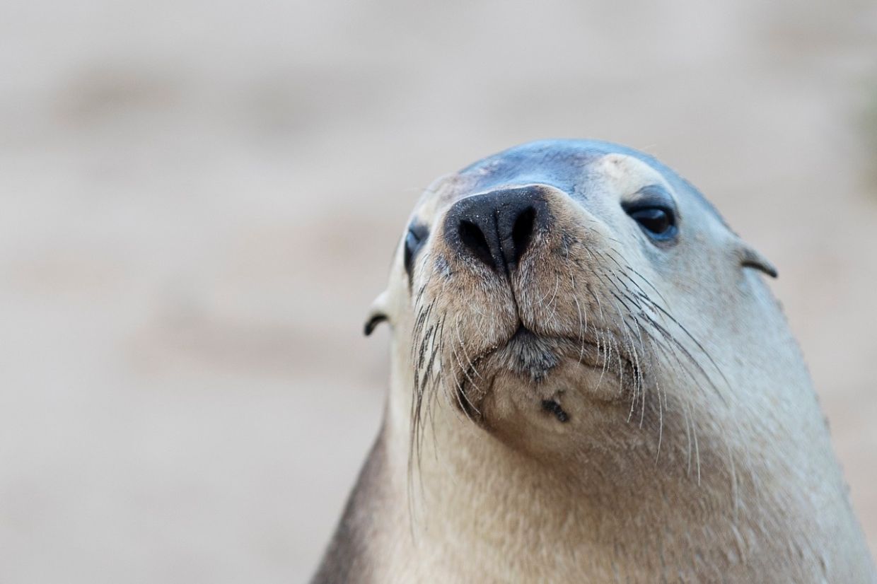 H5N1 bird flu outbreak in South Australia poses grave threat to endangered sea lions, experts caution