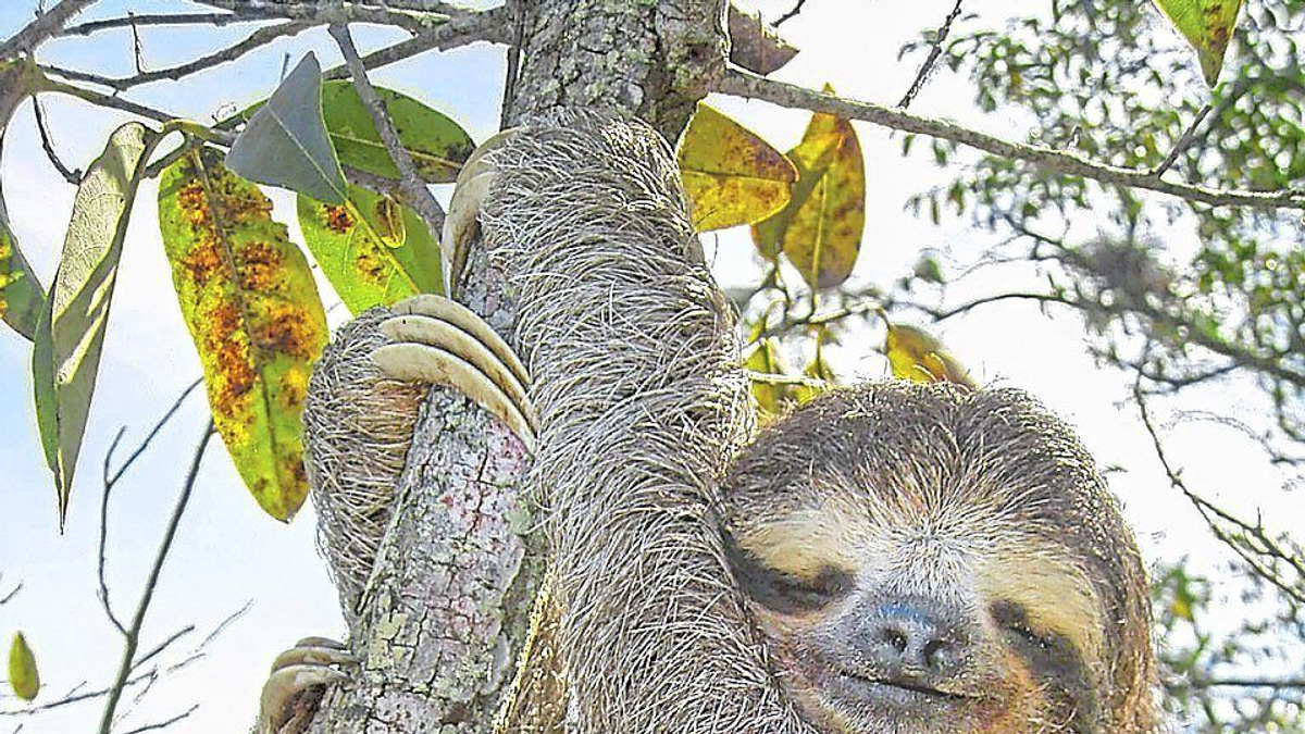Sloth DNA holds secrets to healthy ageing, scientists discover