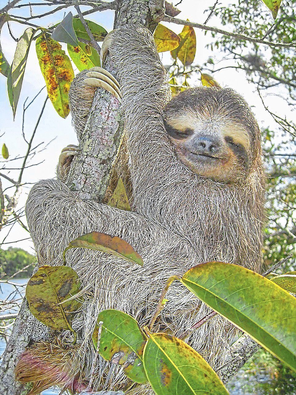 Sloth DNA holds secrets to healthy ageing, scientists discover