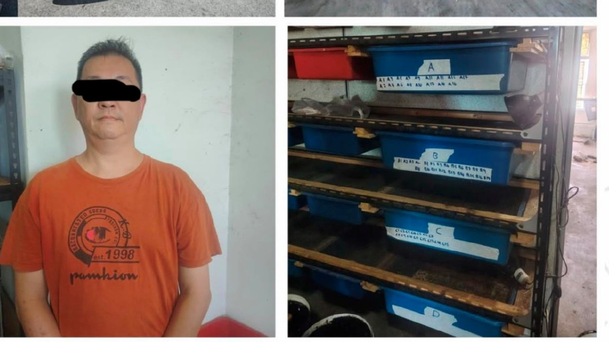 Man arrested as authorities rescue 89 protected turtles in Kedah crackdown