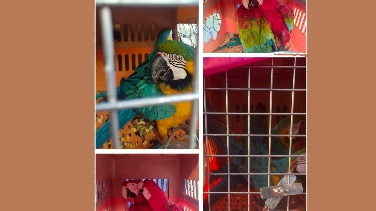 Two arrested in Kelantan with eight smuggled macaws worth RM400,000