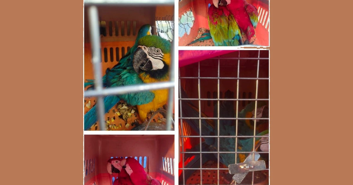 Two arrested in Kelantan with eight smuggled macaws worth RM400,000
