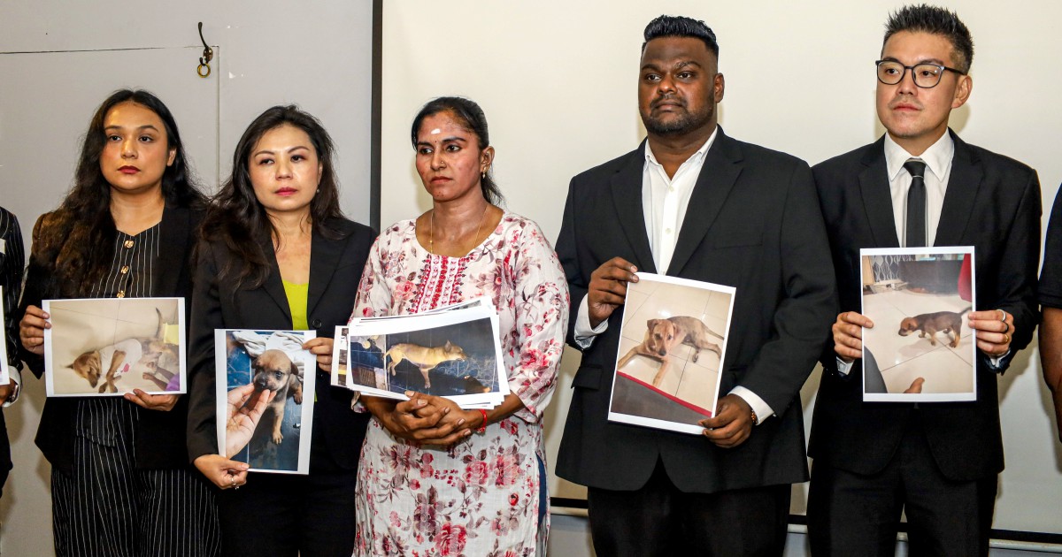 Death of Pet Dog Sparks Calls for Probe Into Animal Catch Operations