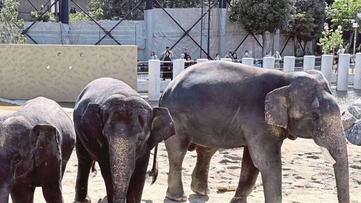 MACC Investigates Transfer of Three Zoo Taiping Elephants to Japan
