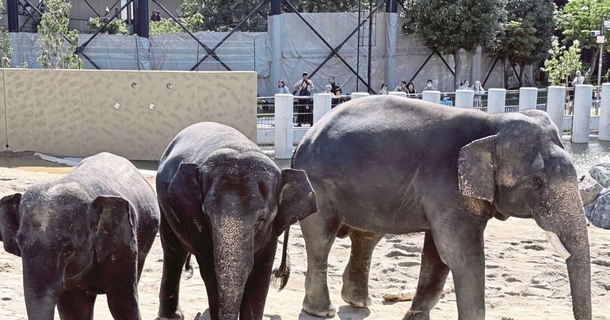 MACC Investigates Transfer of Three Zoo Taiping Elephants to Japan