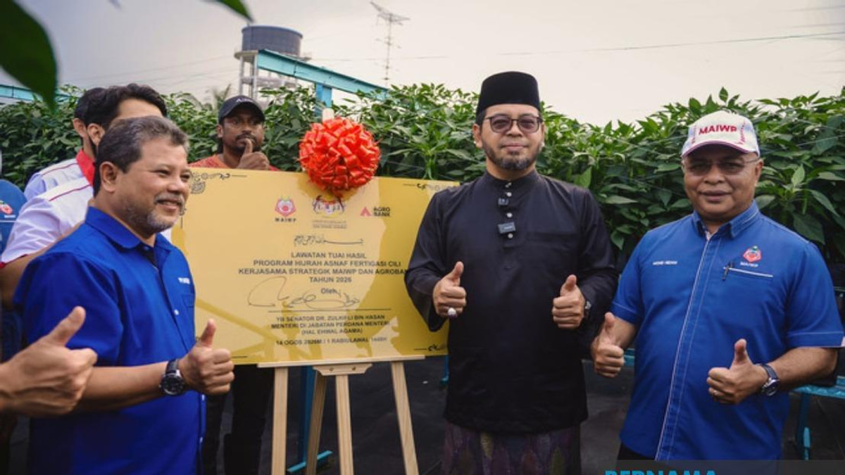 MAIWP Scales Up Asnaf Chilli Farming Initiative Across Five Acres
