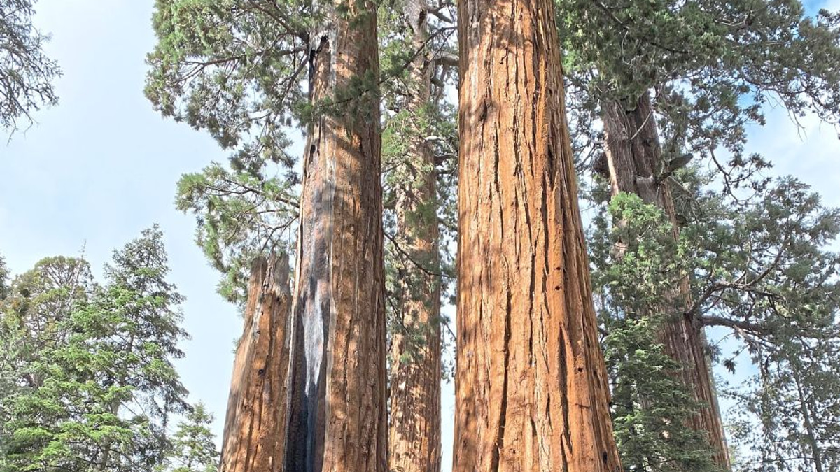 California's Giant Sequoias Face Restoration Race as Scientists Battle Climate Change and Fire Risk
