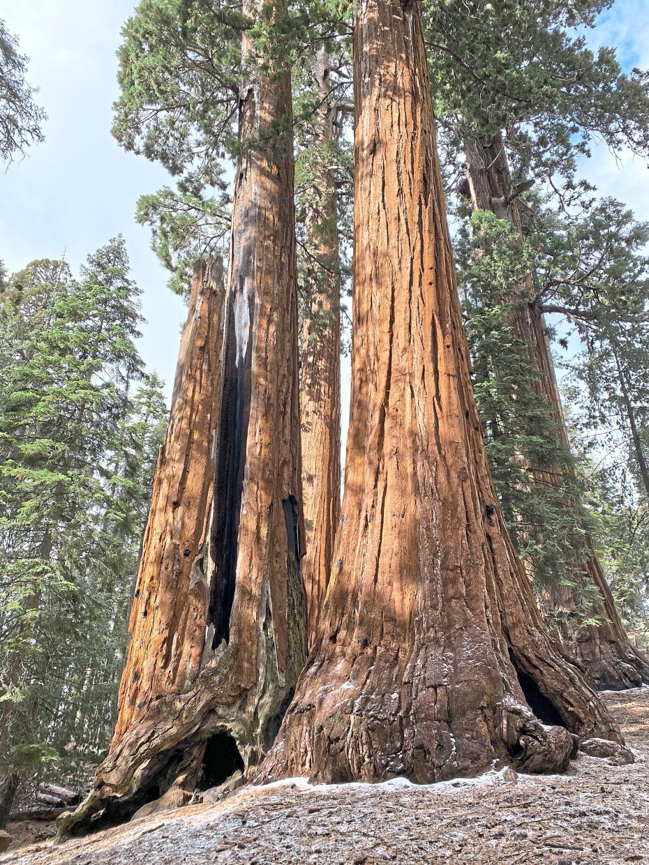 California's Giant Sequoias Face Restoration Race as Scientists Battle Climate Change and Fire Risk