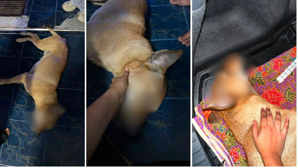 Police Launch Investigation Into Dog's Death During Stray Capture in Port Klang