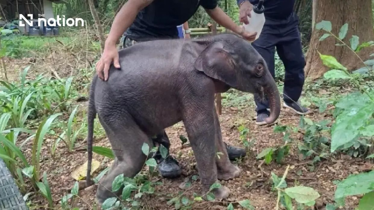 Critical rescue of orphaned elephant calf in Thailand underscores wildlife protection challenges