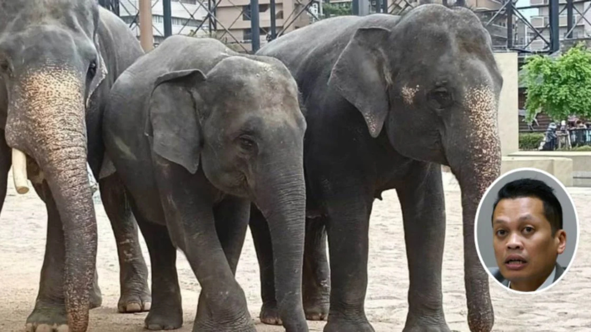 Nik Nazmi Dismisses Allegations Over Elephant Transfer Payments to Japan Zoo