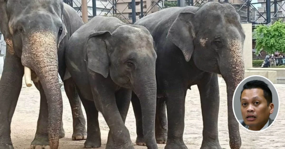 Nik Nazmi Dismisses Allegations Over Elephant Transfer Payments to Japan Zoo