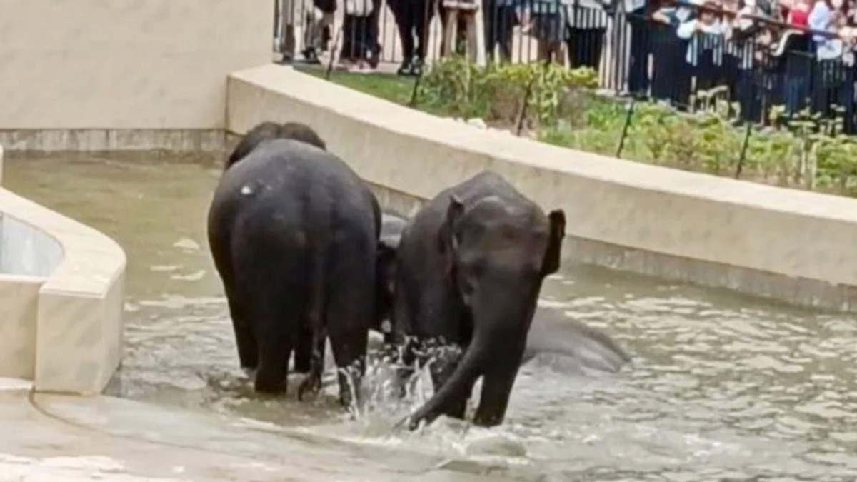 MACC Investigation into Taiping Council's Elephant Transfer Focuses on Document Review