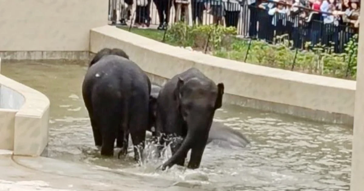 MACC Investigation into Taiping Council's Elephant Transfer Focuses on Document Review