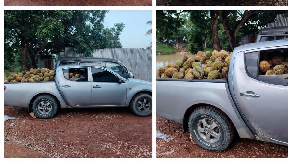 Part-time Driver Arrested with 700kg of Smuggled Durians in Rantau Panjang Bust