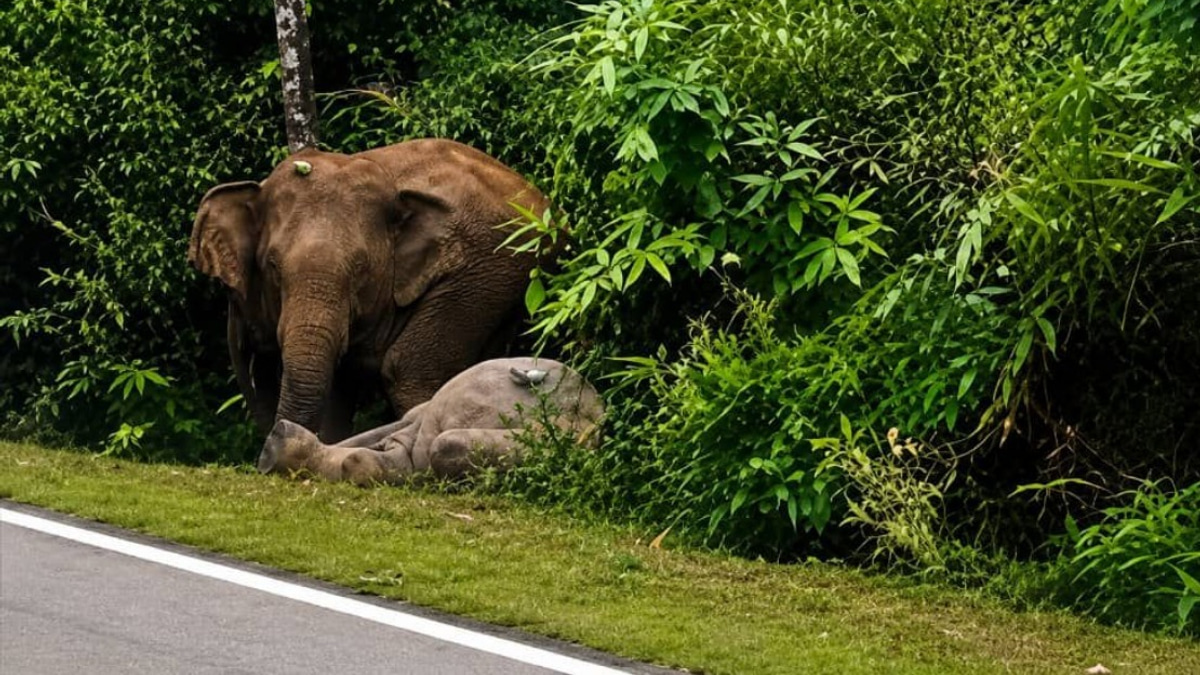 Mother Elephant Grieves Dead Calf For Hours Along Mersing Road In Tragic Repeat
