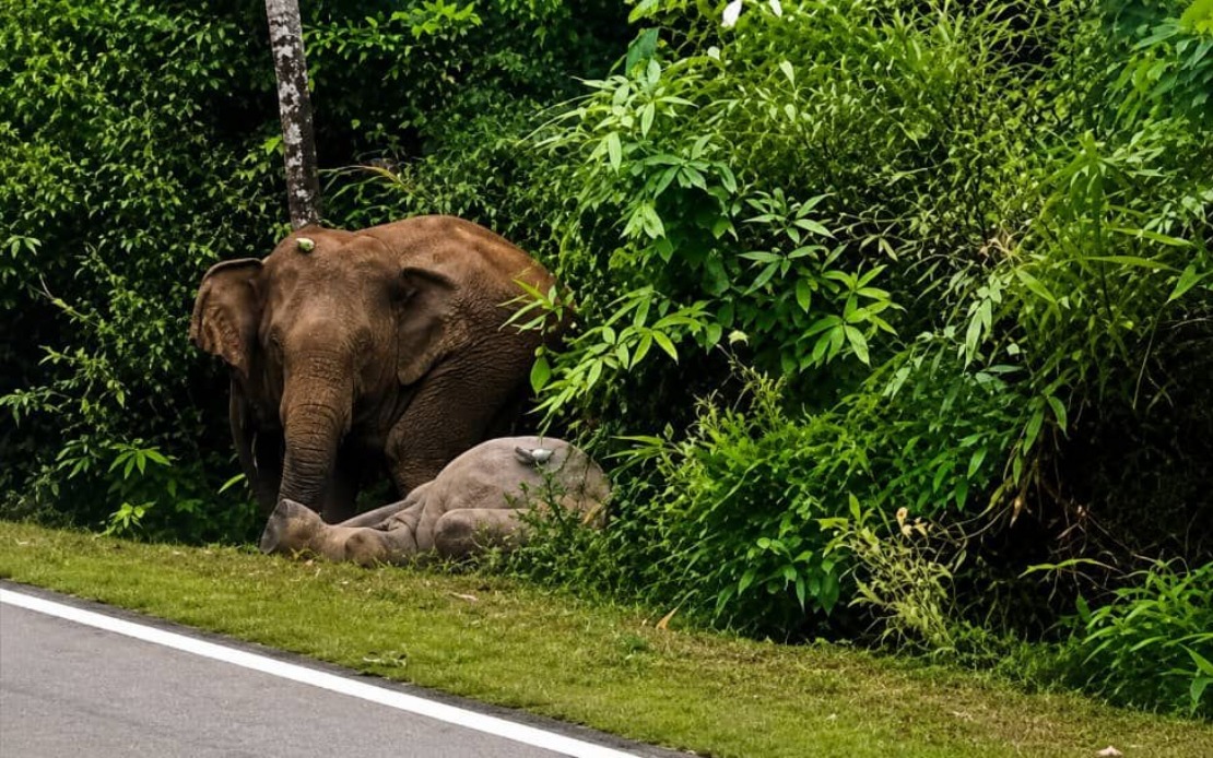 Mother Elephant Grieves Dead Calf For Hours Along Mersing Road In Tragic Repeat