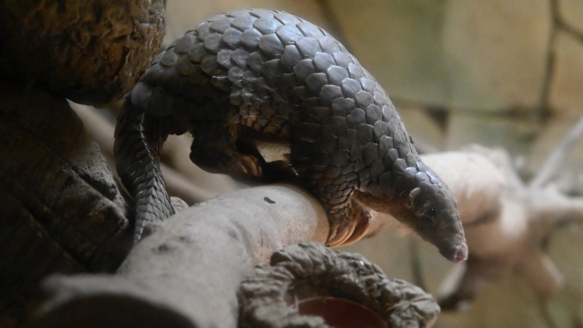 Indonesia Targets International Pangolin Trafficking Ring with High-Profile Arrest