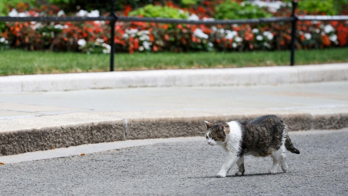 Larry the Cat: A Constant Through Six British Prime Ministers