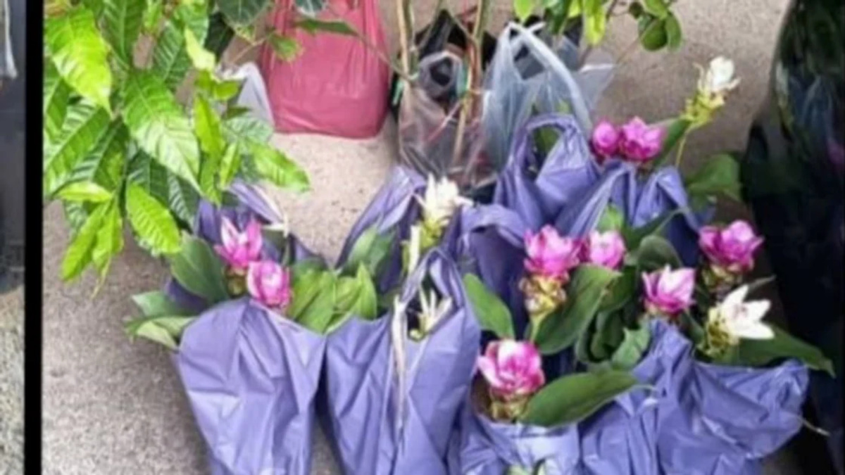 Two Elderly Women Held for Smuggling Plant Seedlings from Thailand
