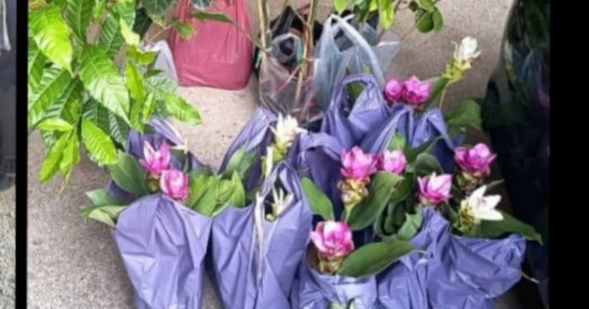 Two Elderly Women Held for Smuggling Plant Seedlings from Thailand