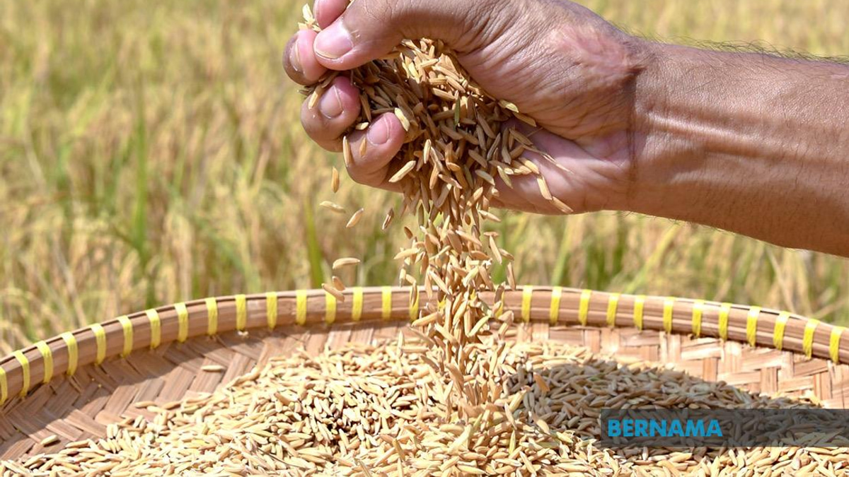 Indonesia Pursues Regional Rice Export Agreements With Malaysia and Singapore